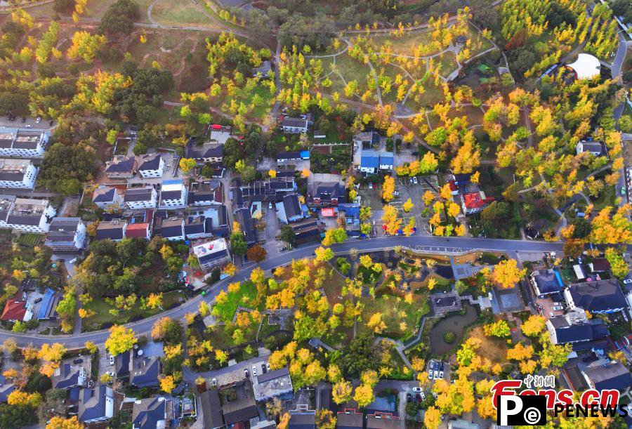 Ancient ginkgo trees lend mesmerizing allure to village in E China