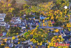 Ancient ginkgo trees lend mesmerizing allure to village in E China