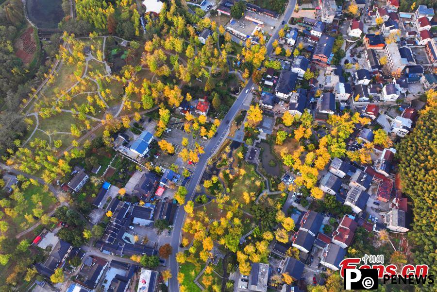 Ancient ginkgo trees lend mesmerizing allure to village in E China