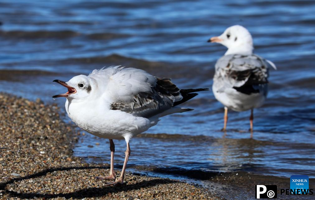 Winter scenery of Qinghai Lake