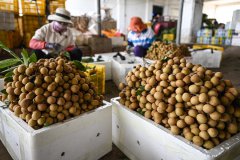 China's Hainan exports over 36 mln-yuan tropical fruits