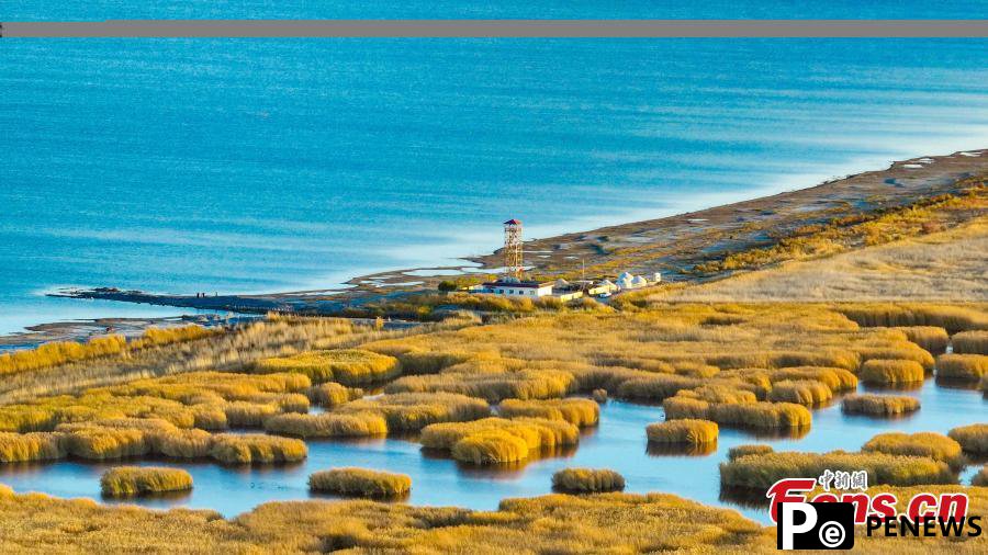 Golden reed flowers adorn Bosten Lake in Xinjiang