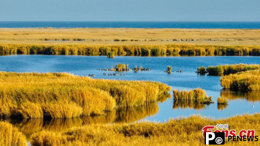 Golden reed flowers adorn Bosten Lake in Xinjiang