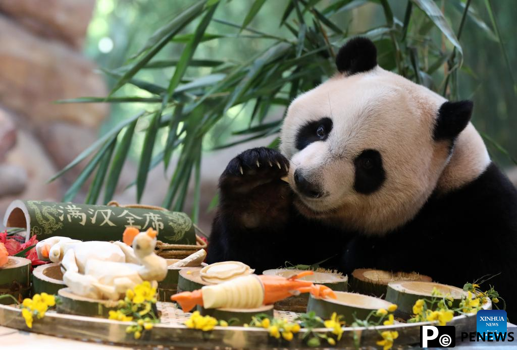 Giant panda "Kuku" enjoys meal at Chimelong Safari Park in Guangzhou