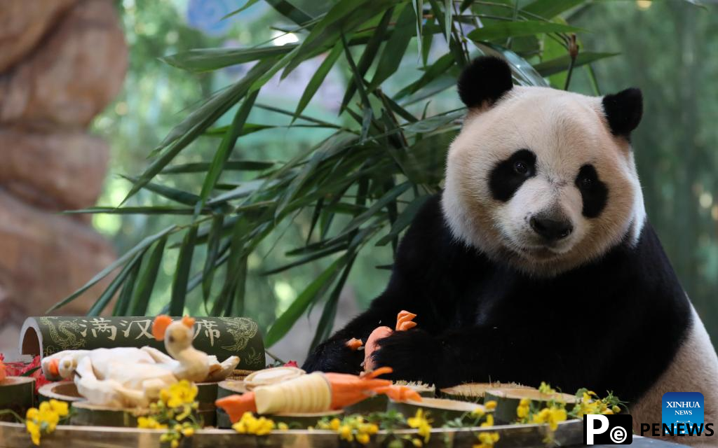 Giant panda "Kuku" enjoys meal at Chimelong Safari Park in Guangzhou