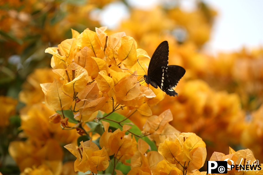 Champagne-colored bougainvillea flowers in full bloom in Xiamen, SE China