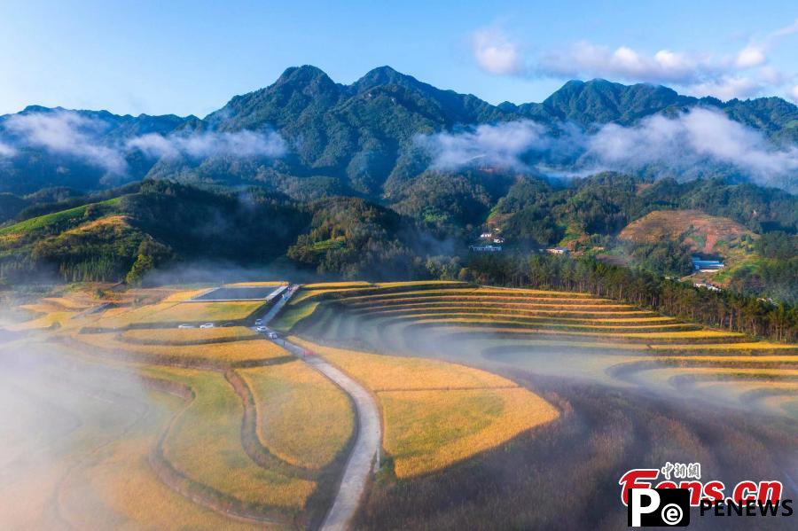 Autumn turns terraced fields into color palette in Hubei