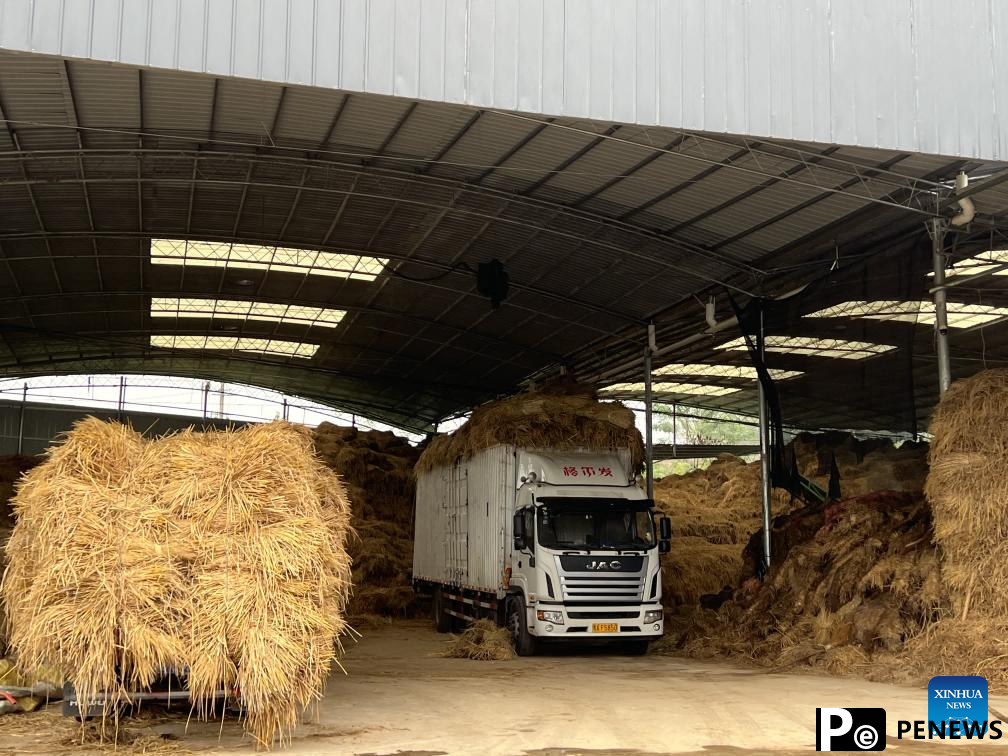 Utilization of straws drives rural revitalization, economically and ecologically