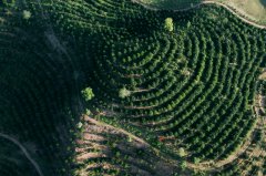 SW China's Yunnan tops world in macadamia planting area
