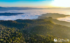 In pics: Spectacular sea of clouds in Jingmai Mountain, SW China's Yunnan