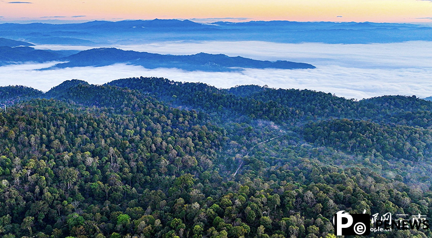 In pics: Spectacular sea of clouds in Jingmai Mountain, SW China