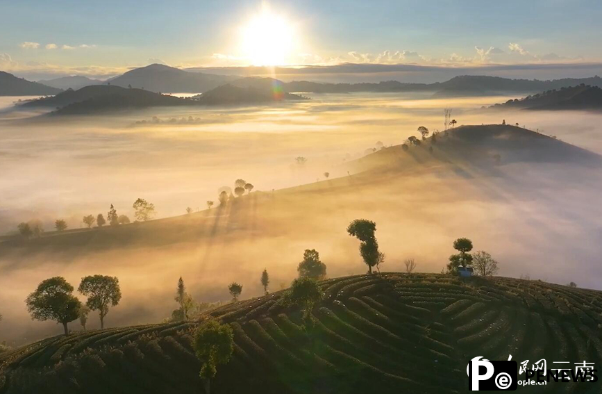 In pics: Picturesque misty scenery of tea gardens in SW China
