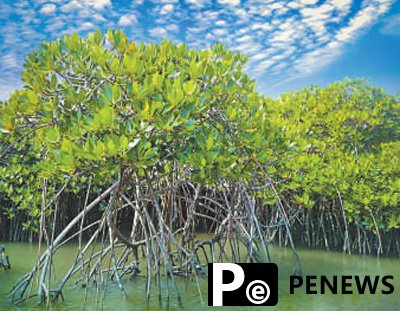 Shenzhen vigorously promotes mangrove forest protection