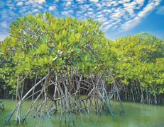 Shenzhen vigorously promotes mangrove forest protection