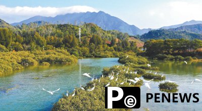 Shenzhen vigorously promotes mangrove forest protection