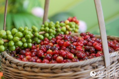 Foreign specialty crops thrive in SW China's Yunnan