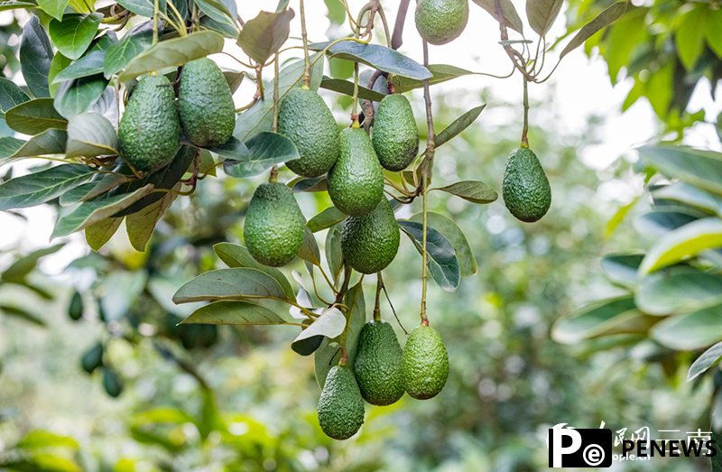 Foreign specialty crops thrive in SW China