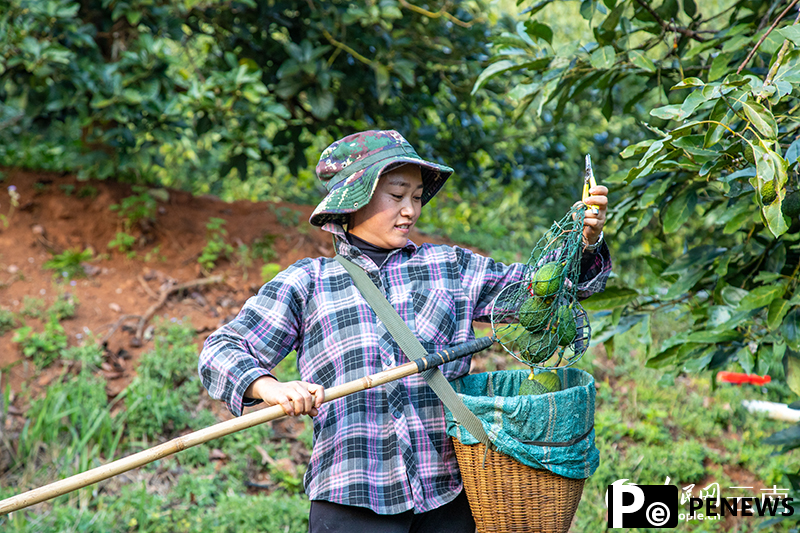 Foreign specialty crops thrive in SW China