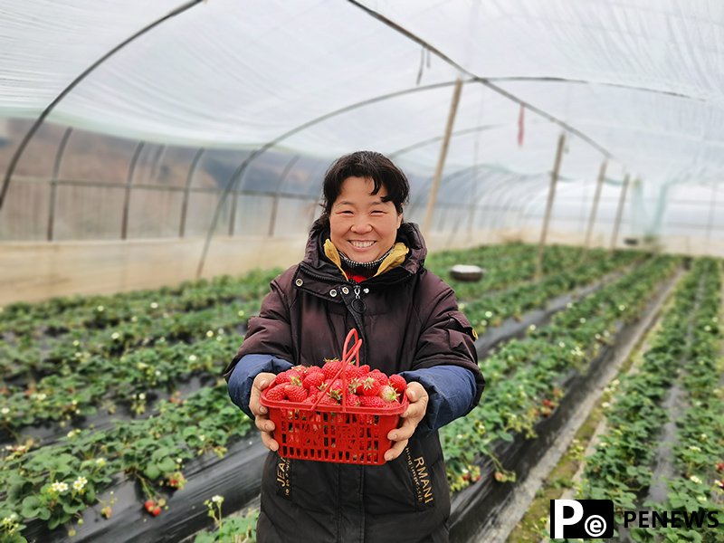 Strawberries sweeten life for villagers in E China