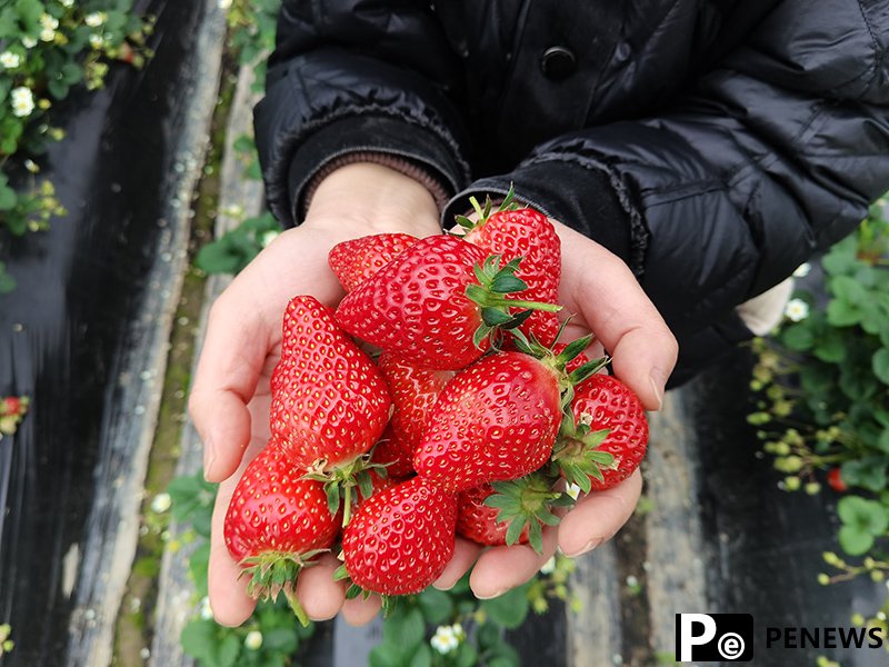 Strawberries sweeten life for villagers in E China