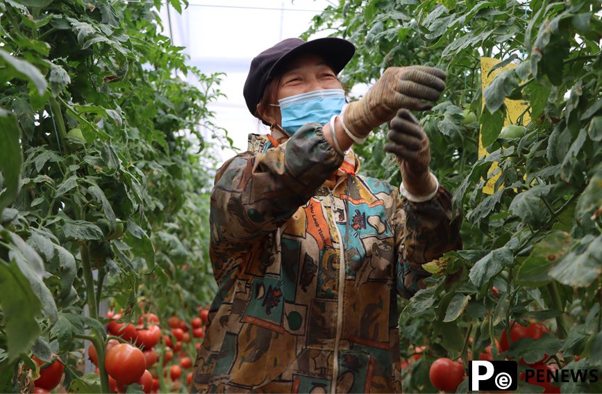 Planting technologies, methods from Shouguang empower vegetable greenhouses in S China