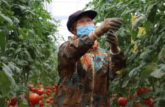 Planting technologies, methods from Shouguang empower vegetable greenhouses in S China's Guangxi