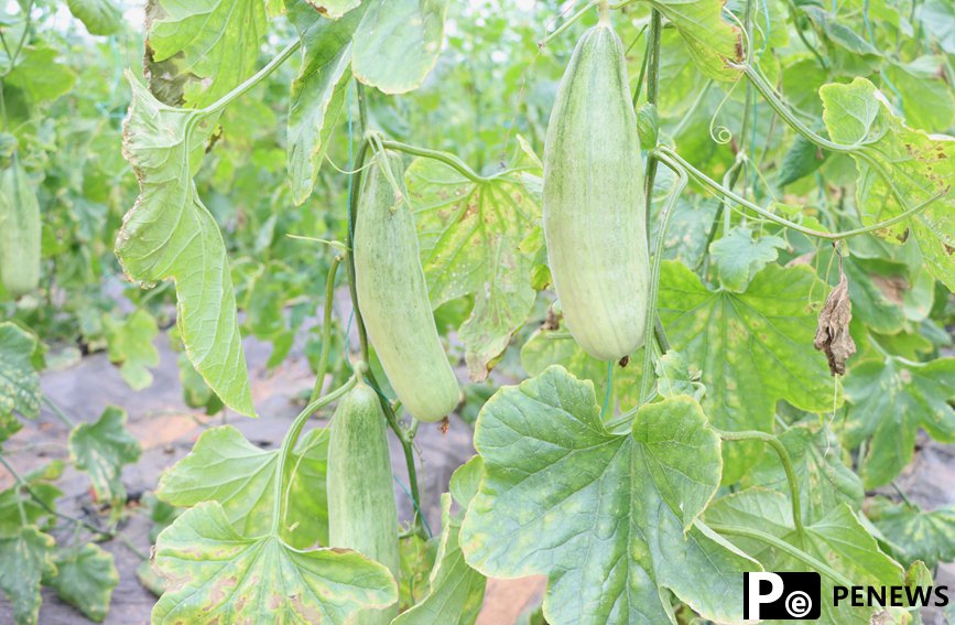 Planting technologies, methods from Shouguang empower vegetable greenhouses in S China