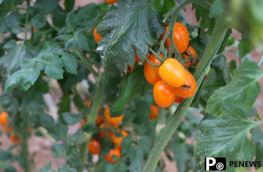 Planting technologies, methods from Shouguang empower vegetable greenhouses in S China