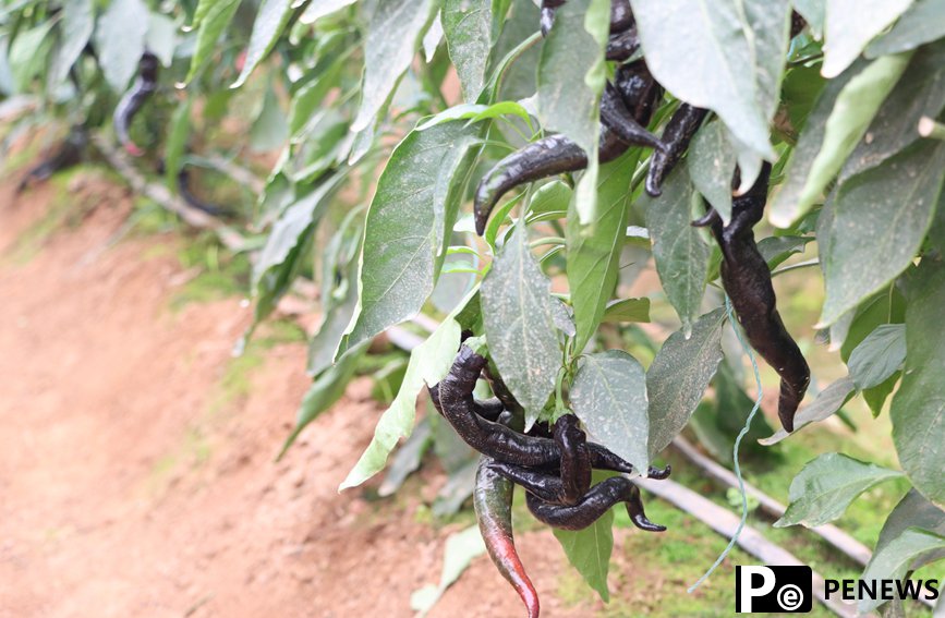 Planting technologies, methods from Shouguang empower vegetable greenhouses in S China