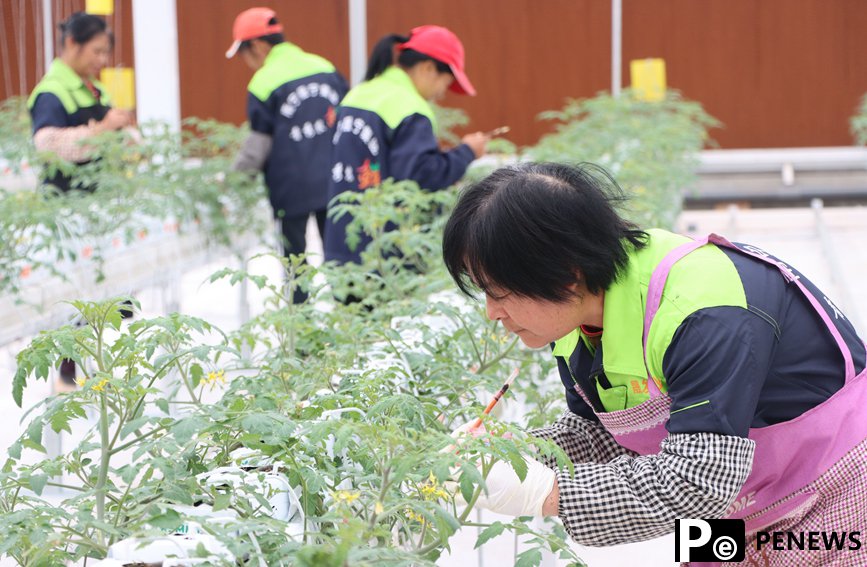 Planting technologies, methods from Shouguang empower vegetable greenhouses in S China