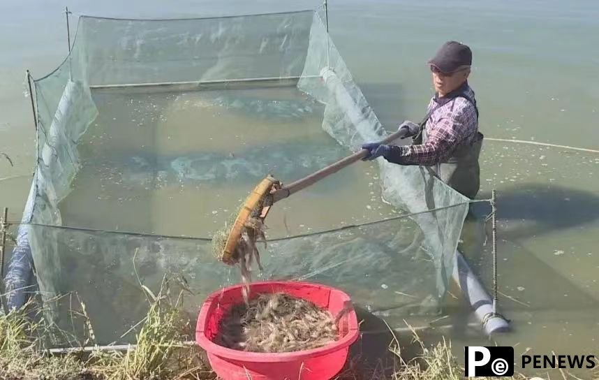 Aquaculture thrives on edge of Tengger Desert in NW China