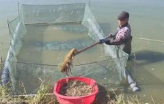 Aquaculture thrives on edge of Tengger Desert in NW China's Gansu