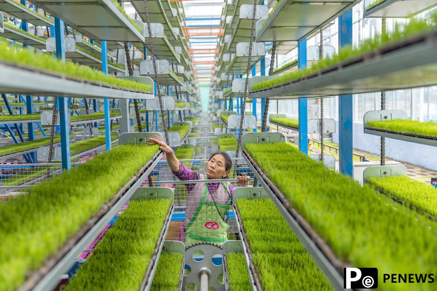 Intelligent seedling breeding base enhances spring farming efficiency in Chongqing