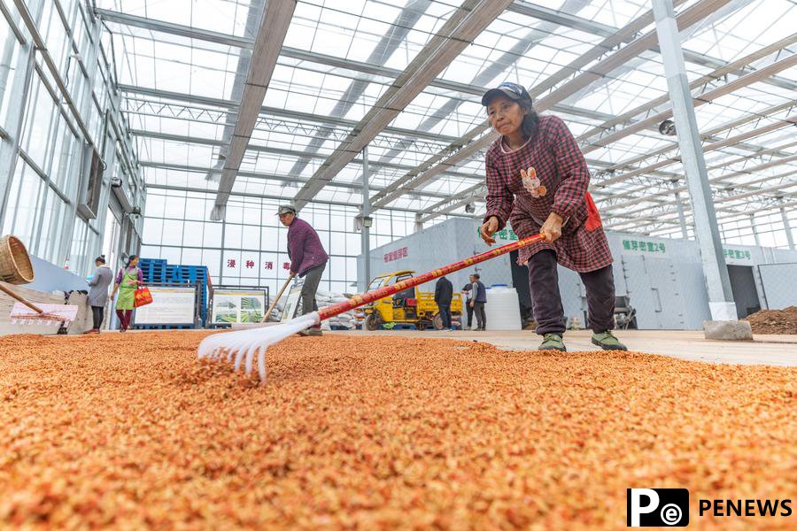 Intelligent seedling breeding base enhances spring farming efficiency in Chongqing