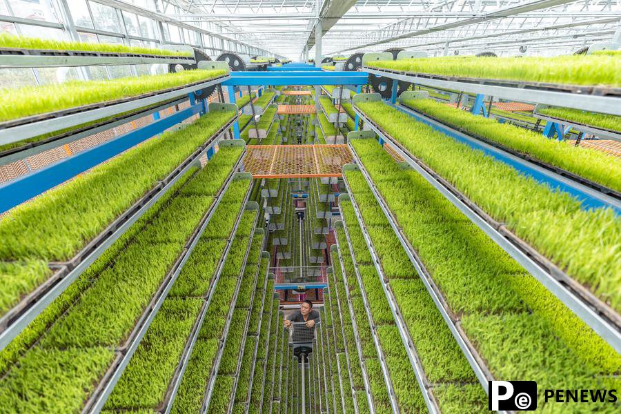 Intelligent seedling breeding base enhances spring farming efficiency in Chongqing