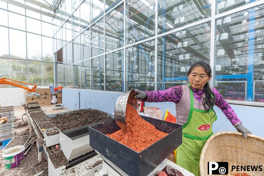 Intelligent seedling breeding base enhances spring farming efficiency in Chongqing