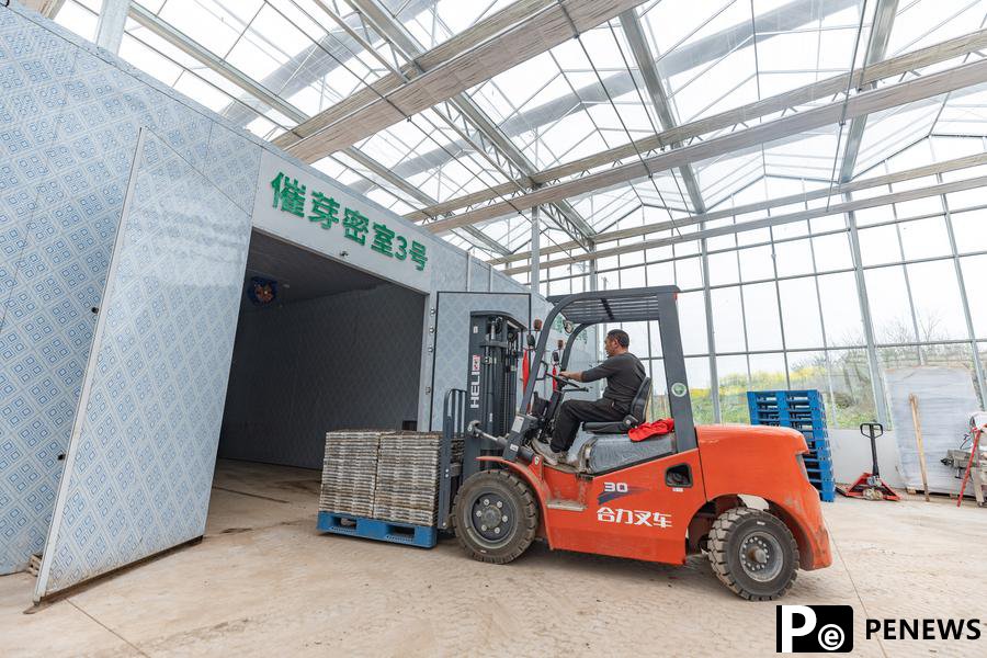 Intelligent seedling breeding base enhances spring farming efficiency in Chongqing