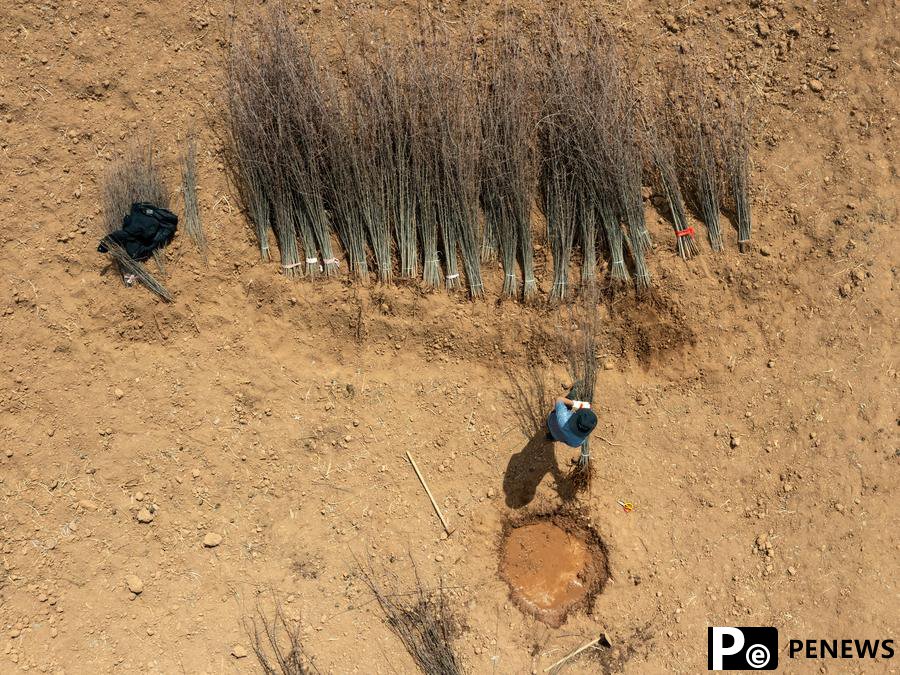 Cash crop plantations boost rural development in SW China