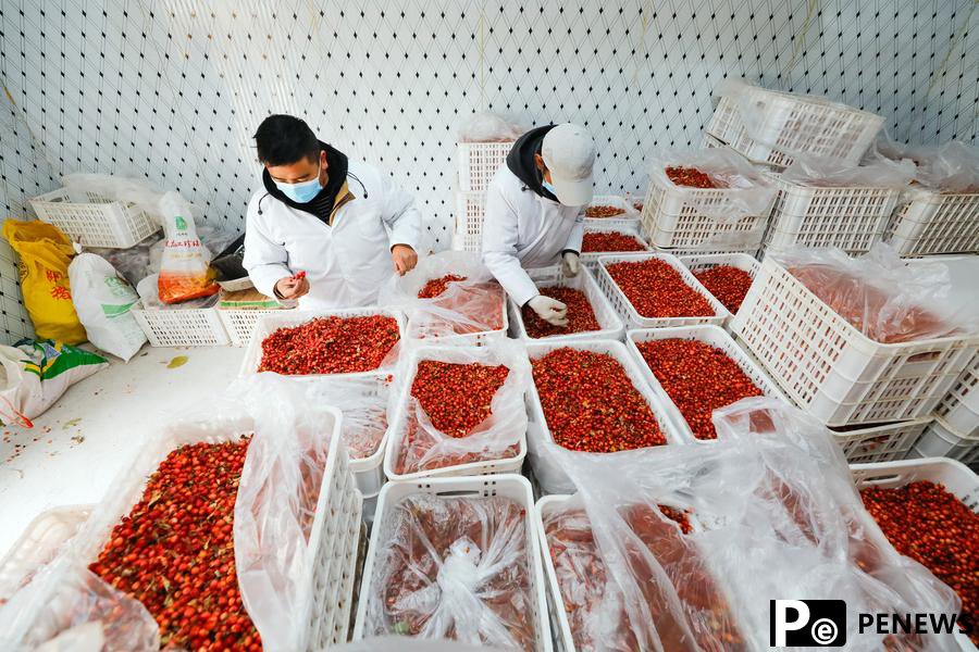 Cash crop plantations boost rural development in SW China