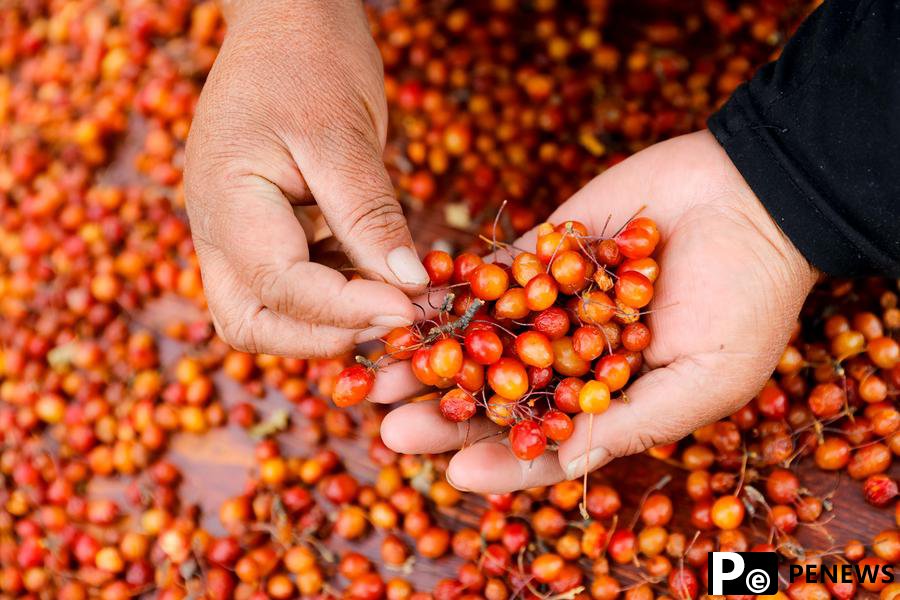 Cash crop plantations boost rural development in SW China