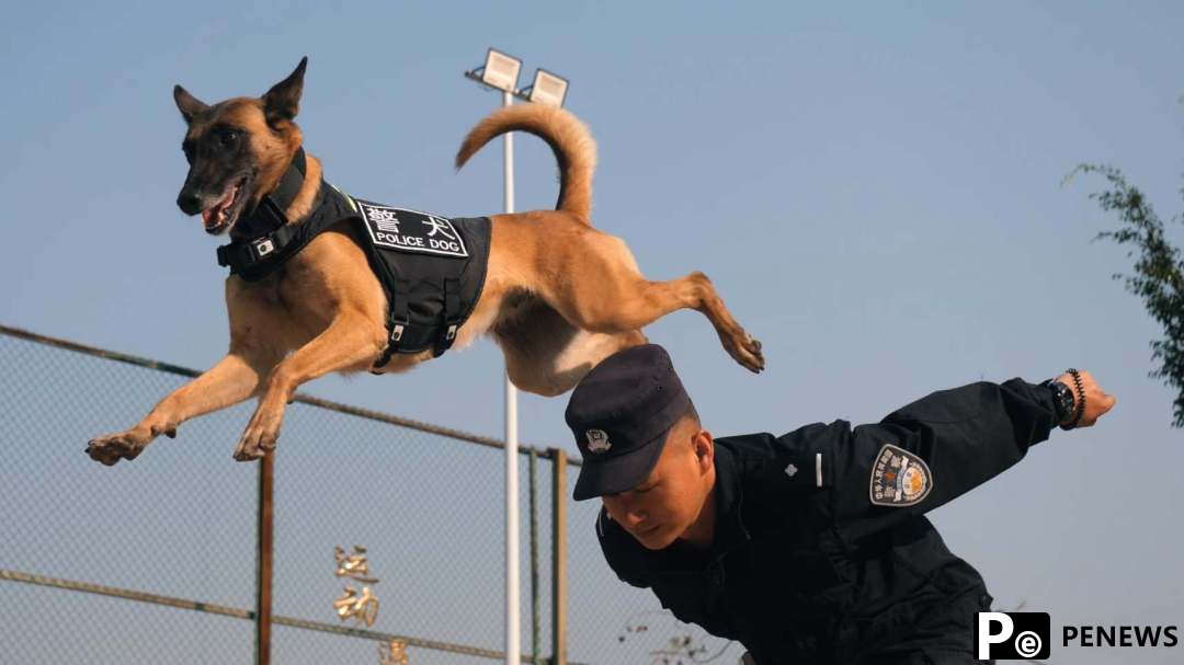 Behind the scenes of police dog training in SW China