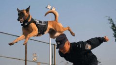 Behind the scenes of police dog training in SW China's Yunnan