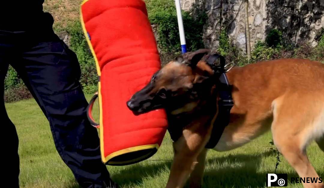 Behind the scenes of police dog training in SW China