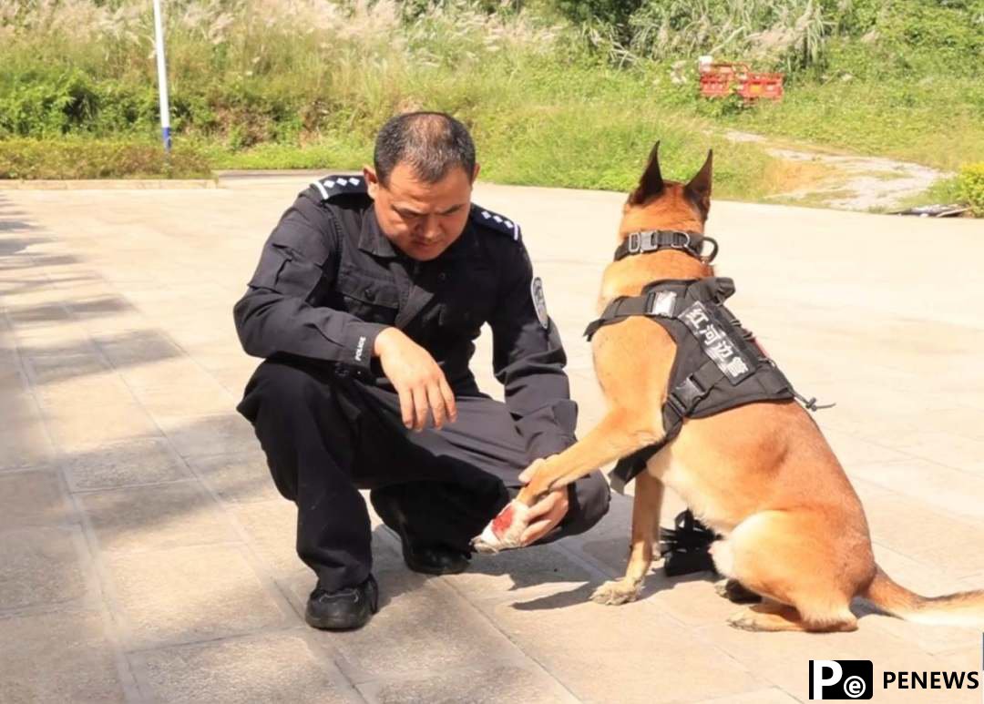 Behind the scenes of police dog training in SW China