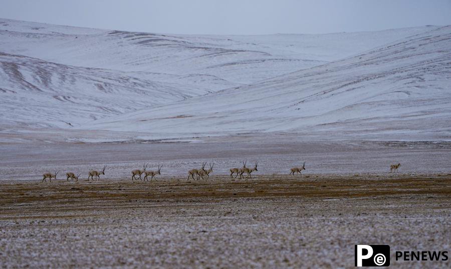 Tibetan herders -- guardians of source of China