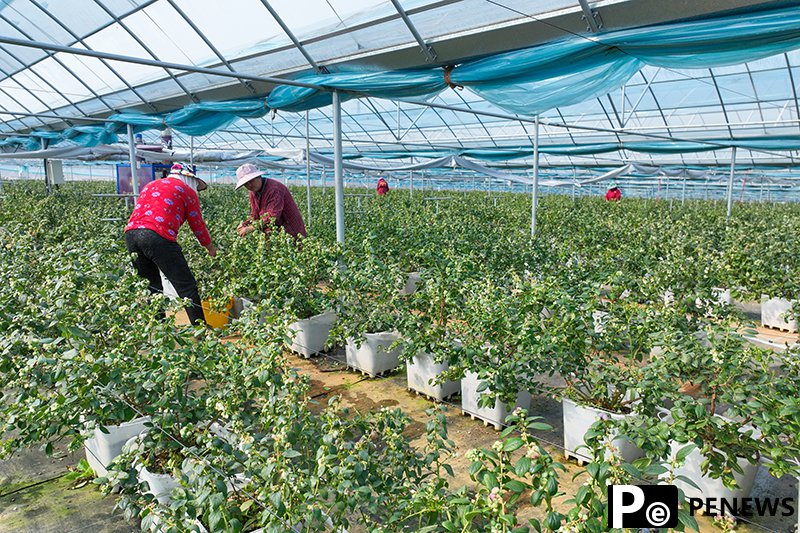 5G tech empowers blueberry cultivation in E China