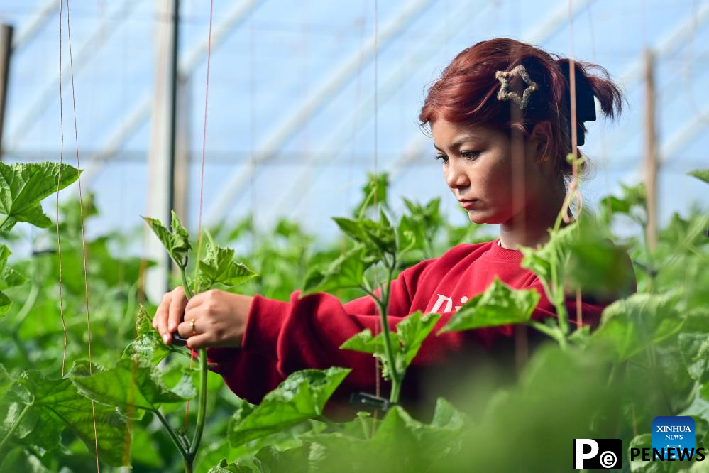 Modern agricultural technologies applied at vegetable base in Aksu, Xinjiang