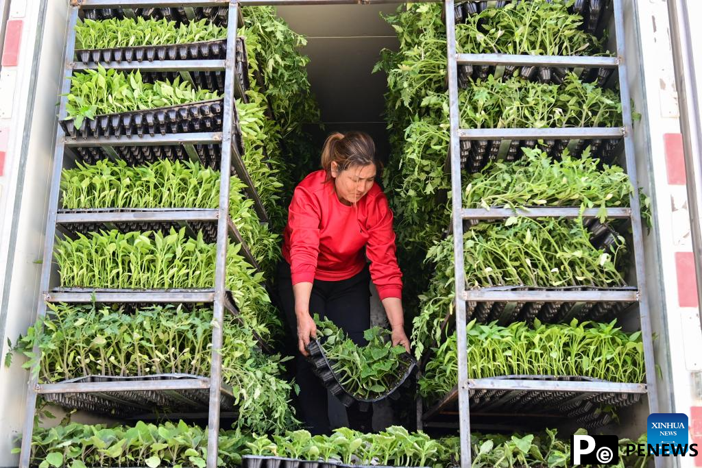 Modern agricultural technologies applied at vegetable base in Aksu, Xinjiang