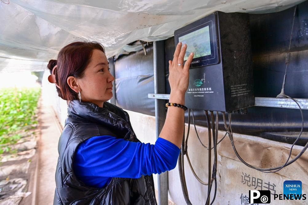 Modern agricultural technologies applied at vegetable base in Aksu, Xinjiang