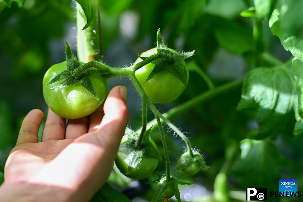 Modern agricultural technologies applied at vegetable base in Aksu, Xinjiang